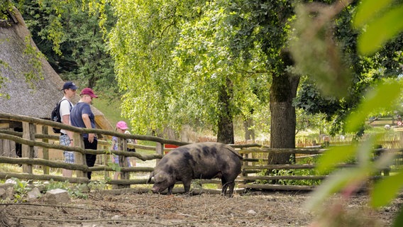 Besucher betrachten ein schwein auf dem Gelände des Freilichtmuseums am Kiekeberg © Freilichtmuseum am Kiekeberg 