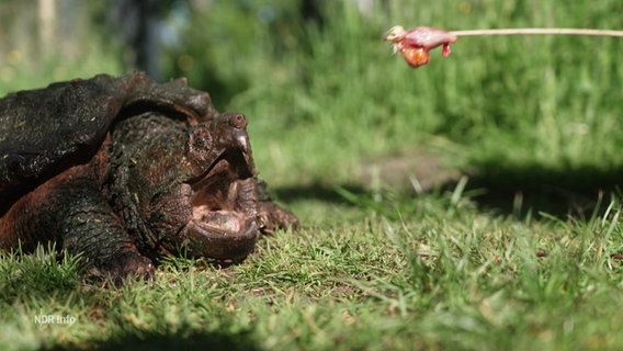 Die Geierschildkröte "Gabi" wird in einer Wildtier-Station gefüttert © Screenshot 