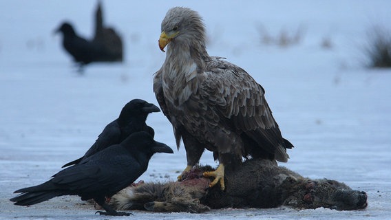 Seeadler mit Beute  