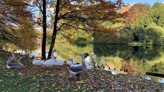 Herbst in einem Park in Oldenburg mit vielen bunten Blättern auf dem Boden und an den Bäumen. © Saskia Benthack Foto: Saskia Benthack