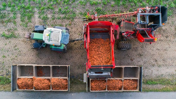 Ein Landwirt erntet Bio-Möhren auf einem Feld. © Julian Stratenschulte/dpa Foto: Julian Stratenschulte