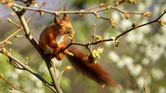 Ein Eichhörnchen riecht an einer Platanenknospe. © NDR Foto: Claus Dreßler