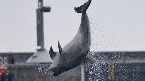 Ein Delfin zeigt seine Kunststücke in der Ostsee. © Andreas Benzin Foto: Andreas Benzin