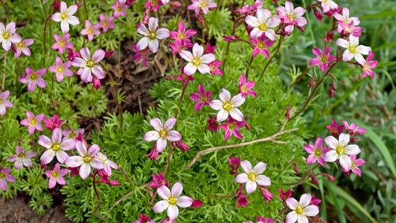 Steinbrech © Fotolia.com Foto: M. Schuppich