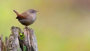 Ein Zaunkönig sitzt auf einem abgestorbenen Stück Holz. © picture alliance / blickwinkel Foto: M. Kuehn
