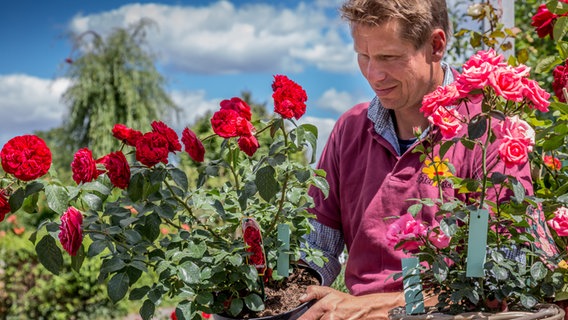 Peter Rasch hält einen Topf mit einer Rose in den Händen © NDR Foto: Udo Tanske