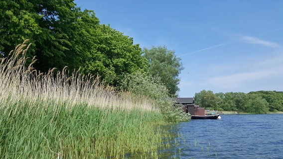Schilfkraut am Ufer des Schaalsees. © NDR Foto: Kathrin Weber